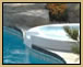 Water Feature